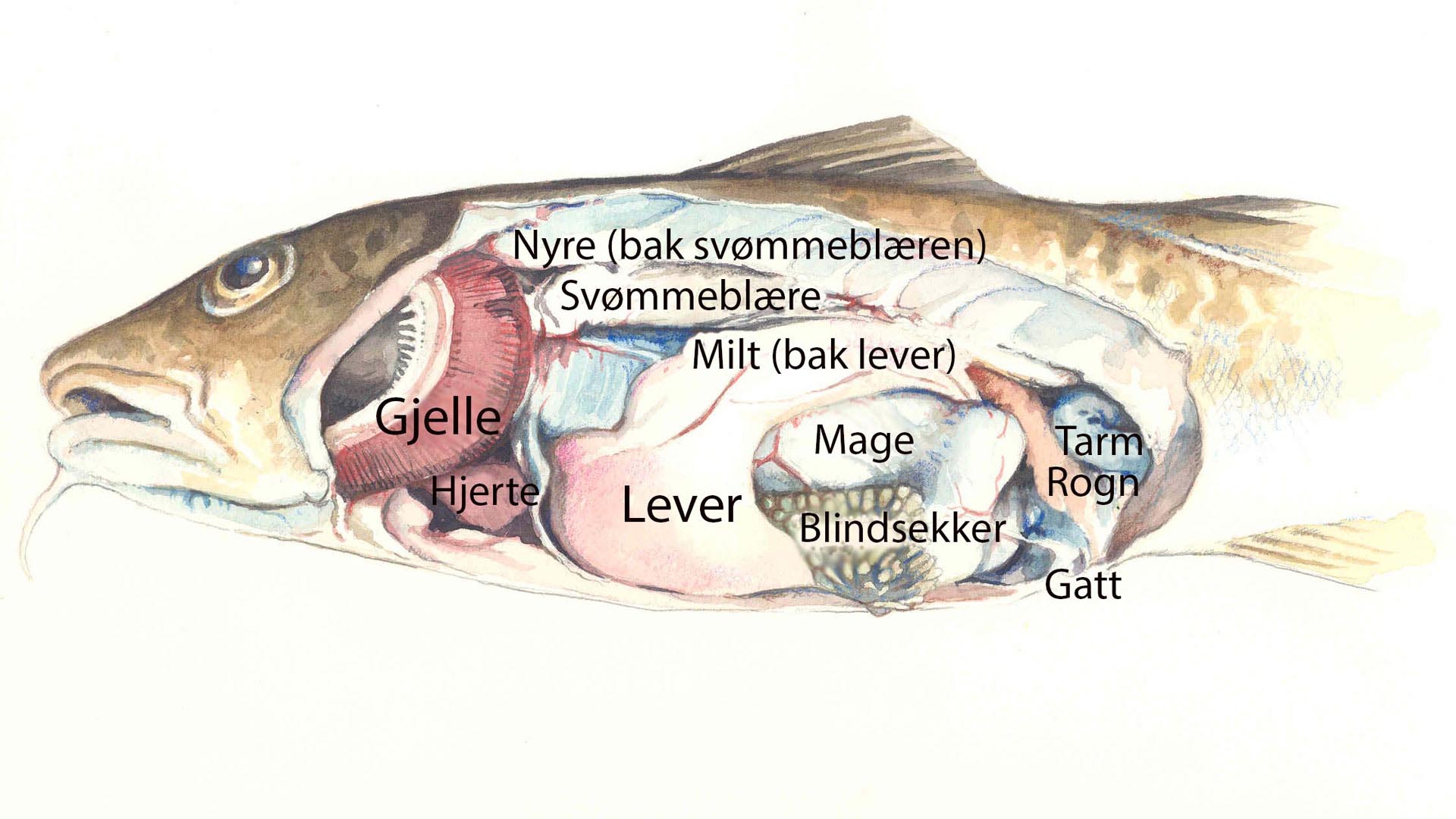 Hva Er Inni Fisken Friluftsliv Hva Er Inni Fisken Friluftsliv