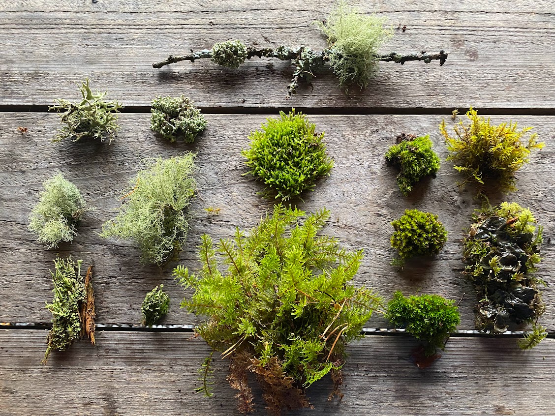 Lav og mose fra Trekkspilltoppen